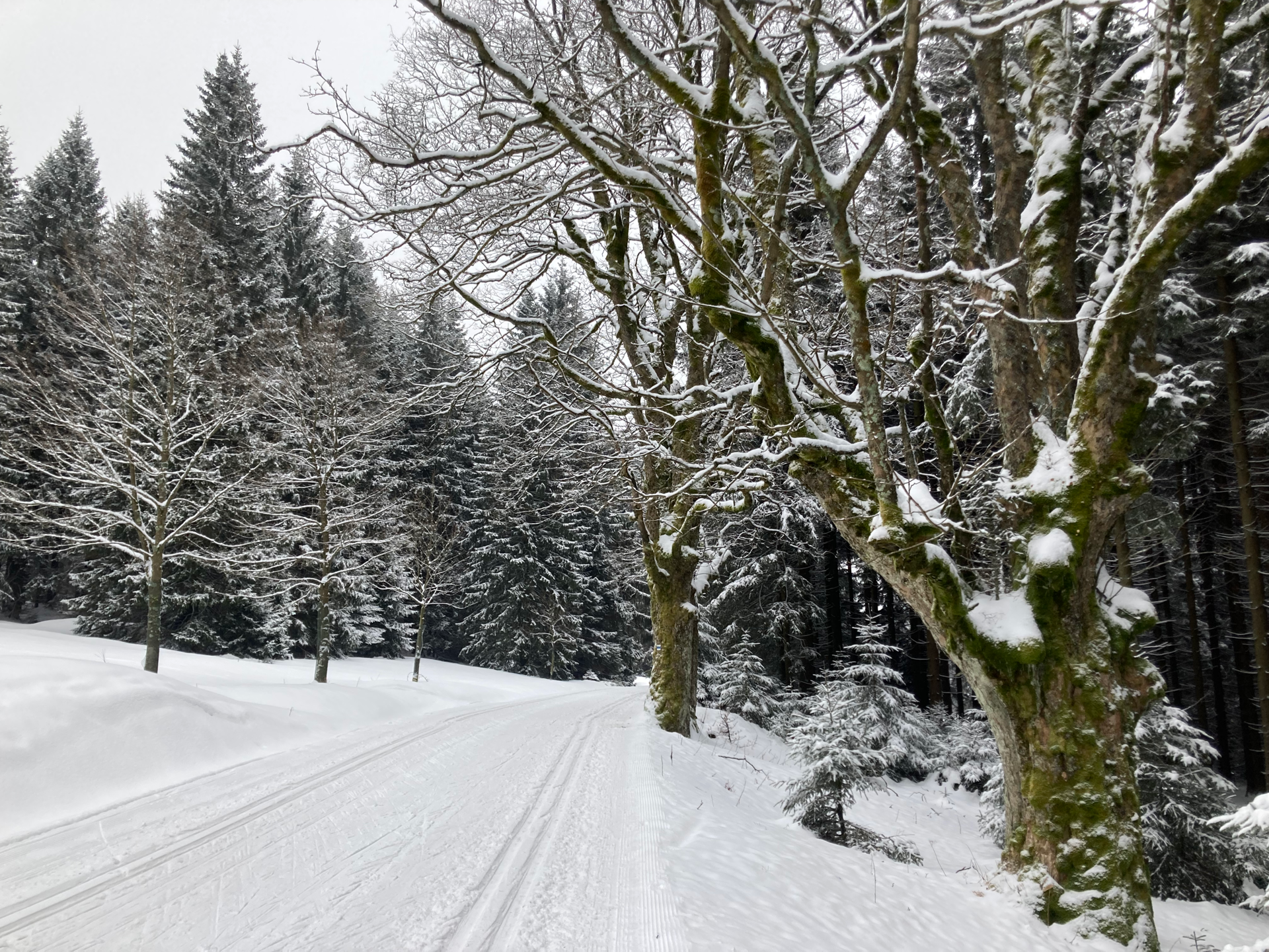 po roce zpátky v Jizerkách