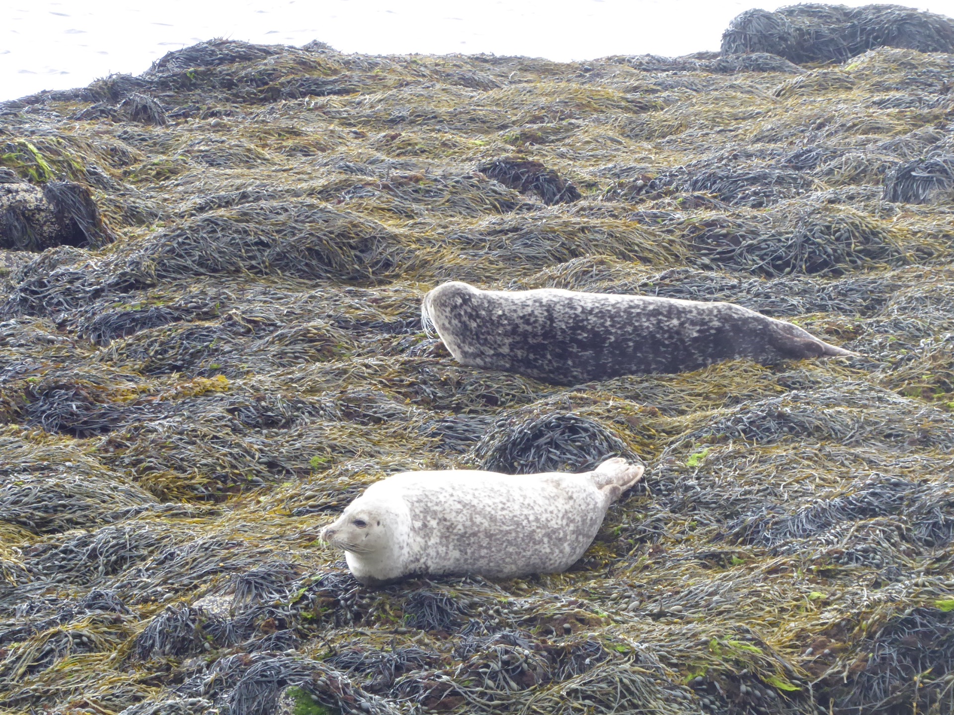 a podívat se na tuleně