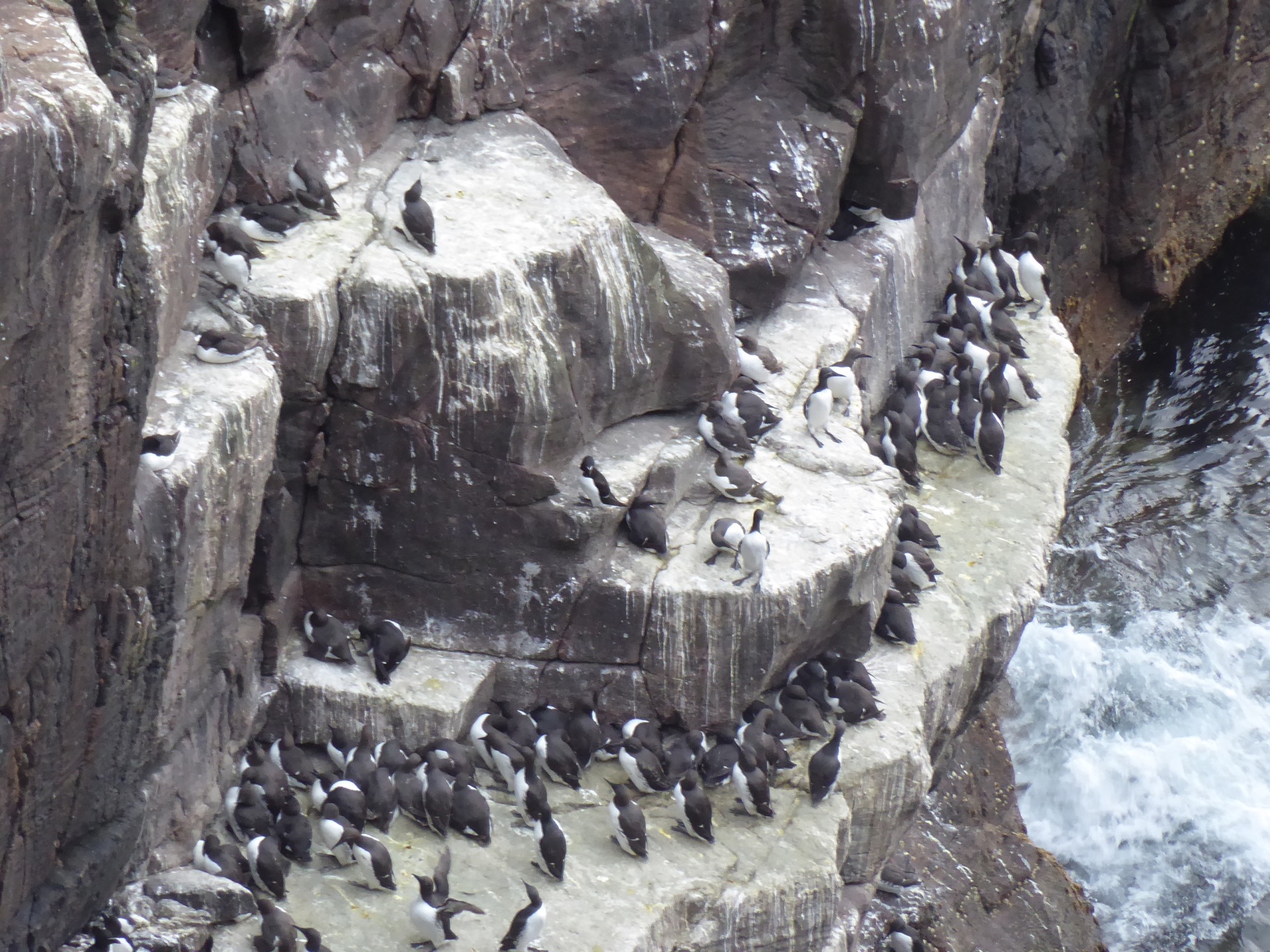 s ptačími koloniemi