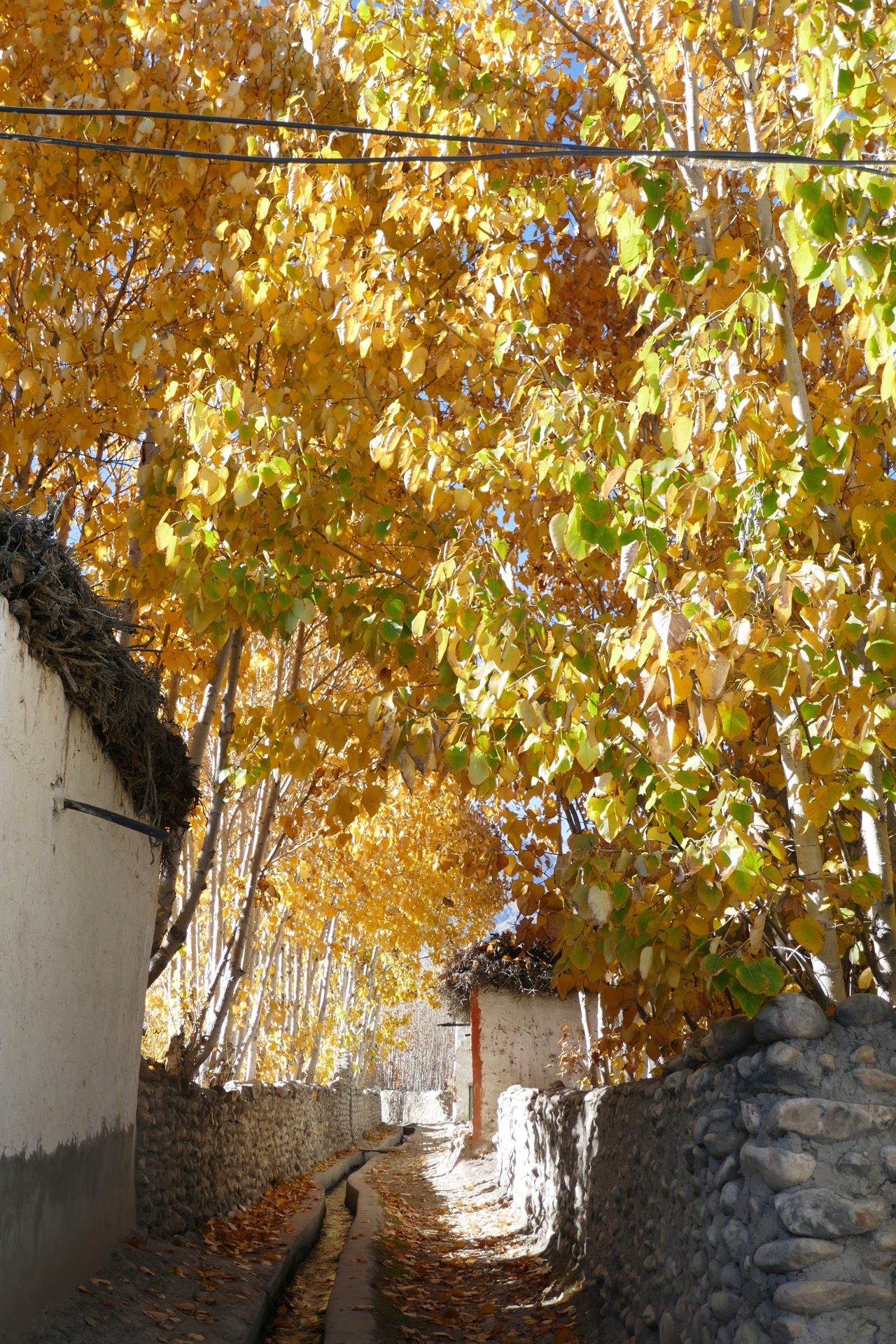 odpolední procházka