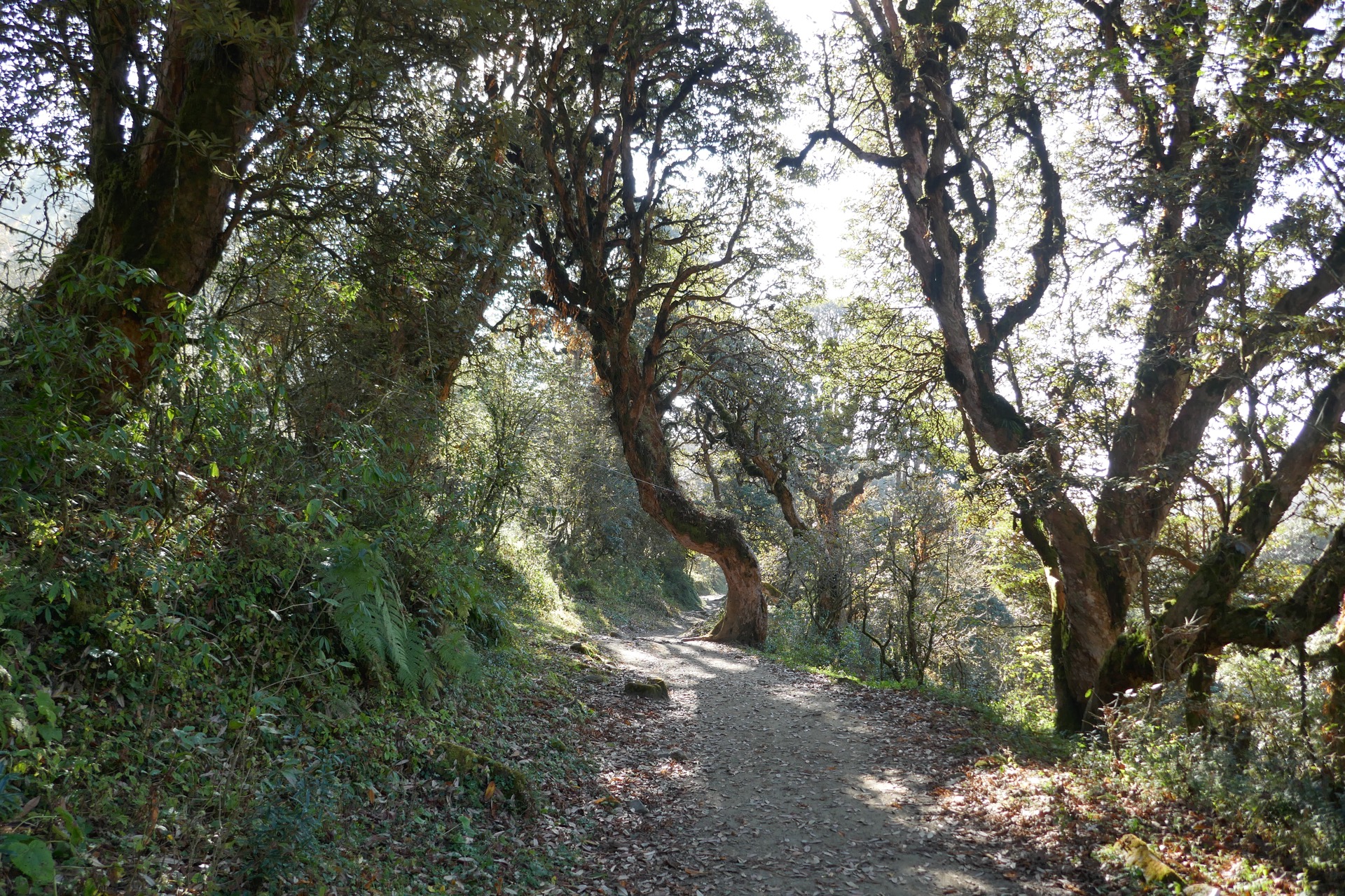 napřed rododendronovým lesem