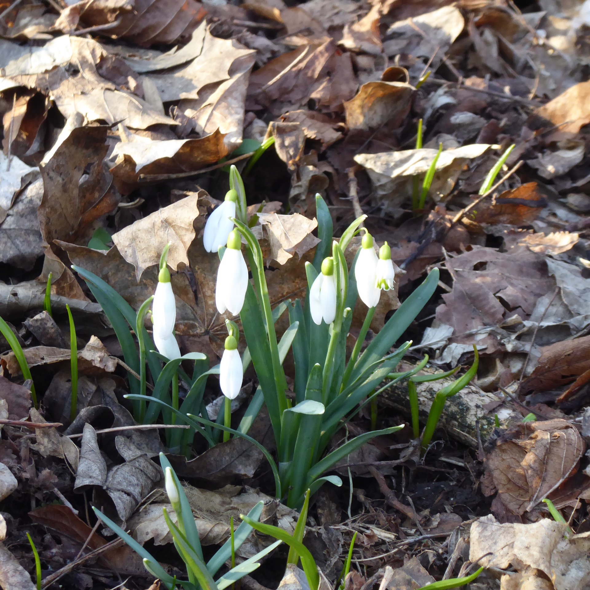 na Pálavě už vykvetly sněženky
