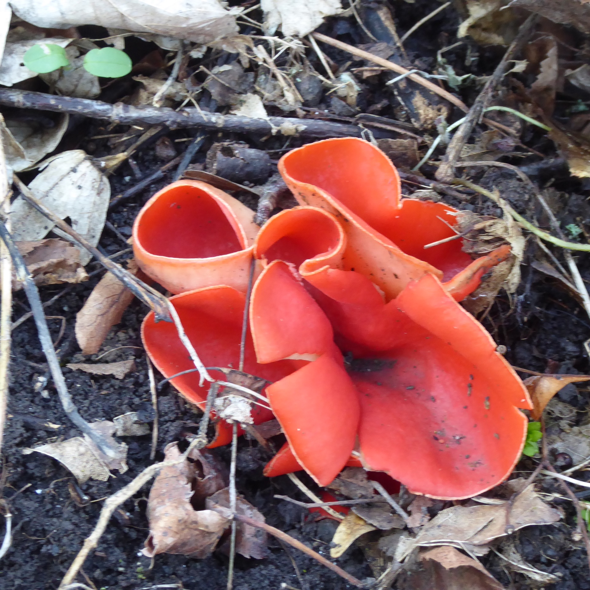 a vyrostl ohnivec rakouský