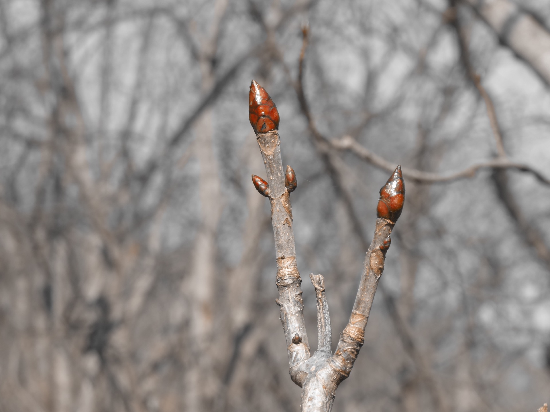 pupence na kaštanech už raší