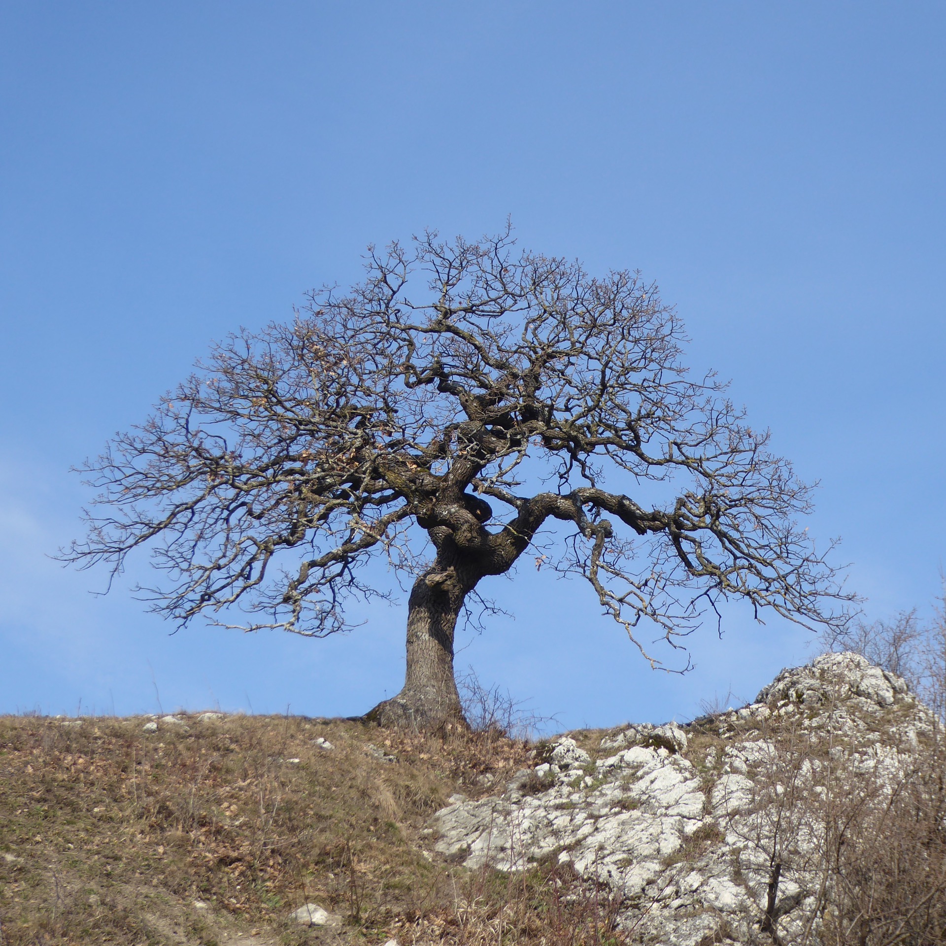 přerostlá bonsaj ční nad Soutěskou
