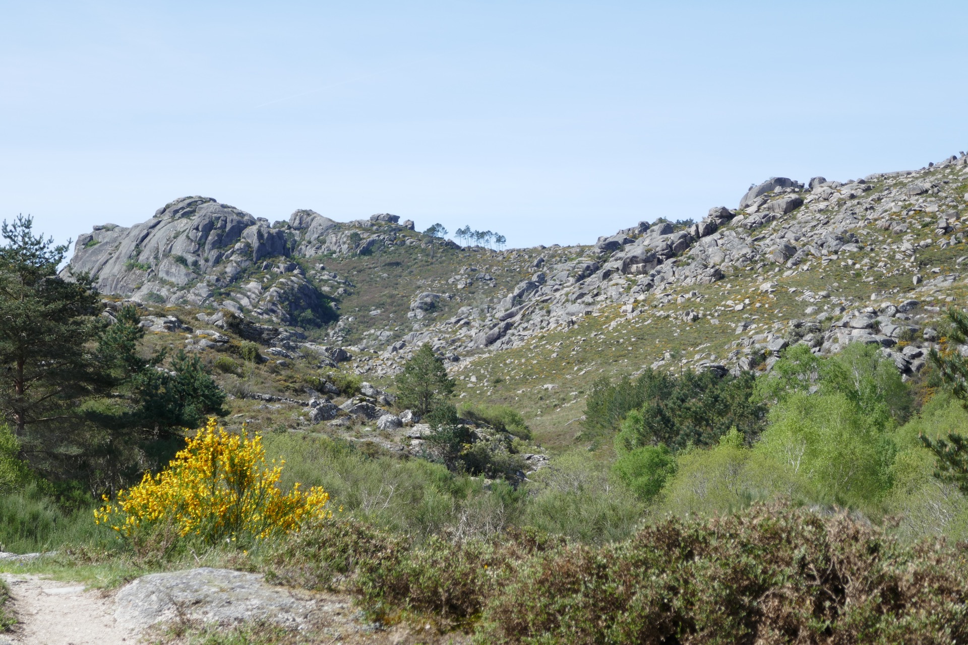 oblá žula porostlá keři a kvítím