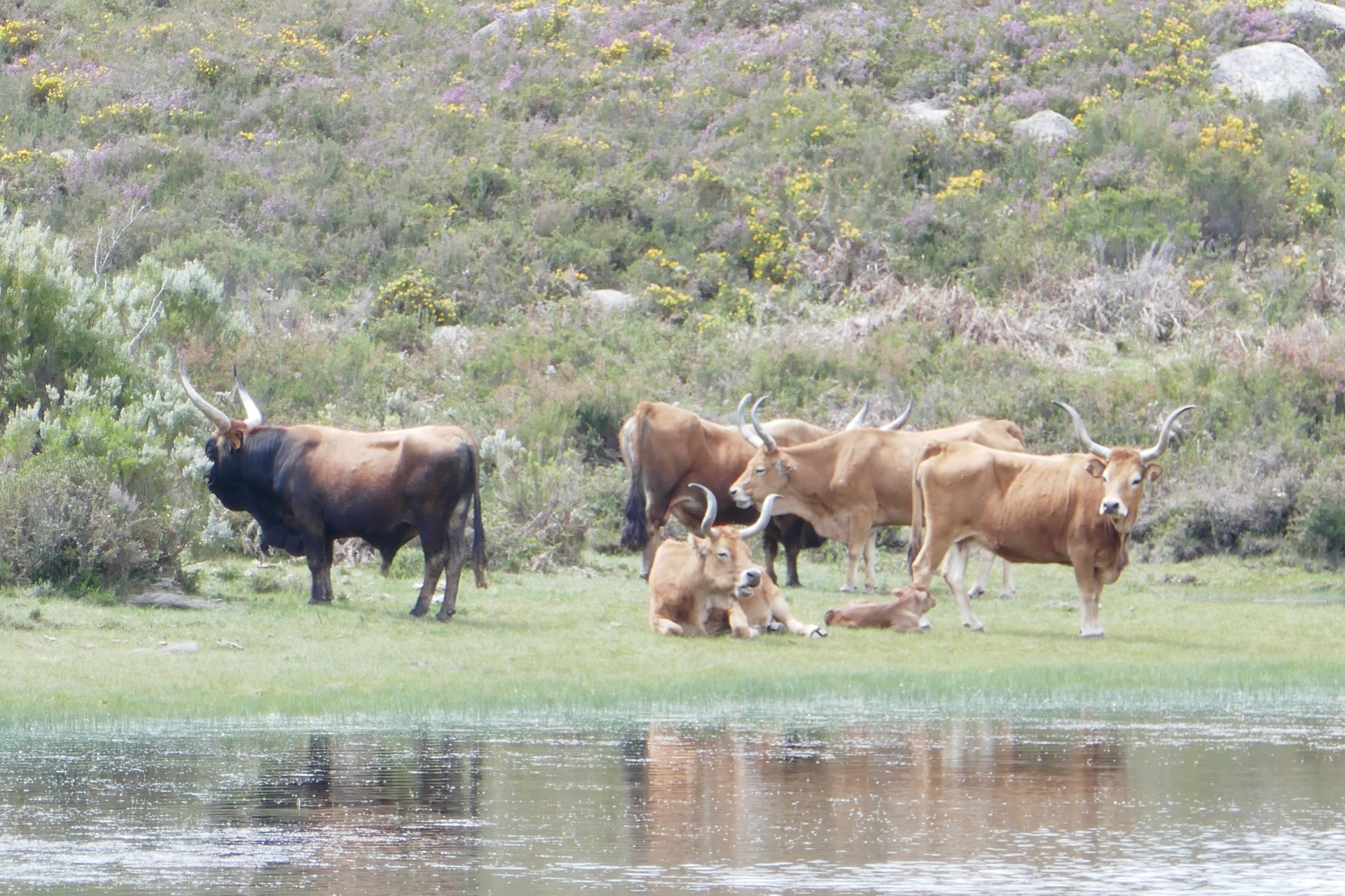 kravky se volně popásají