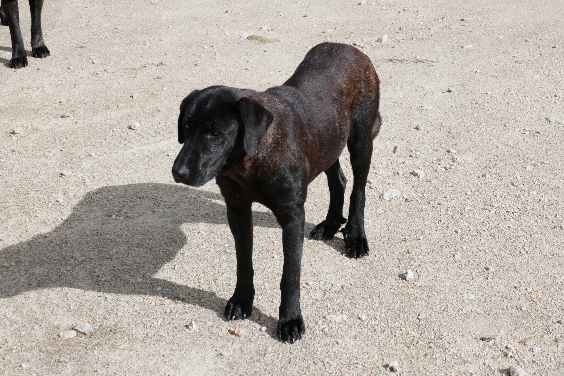 a potkáte tady i místní psy