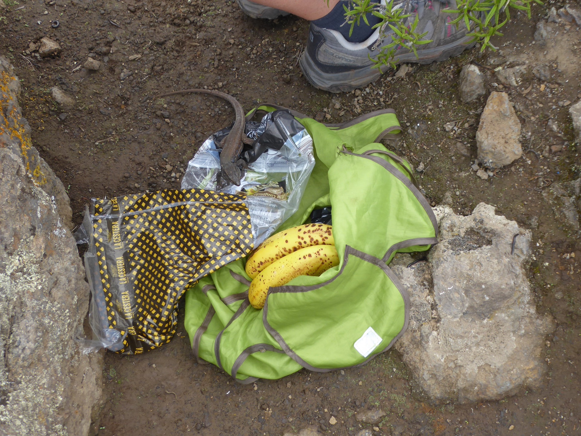 ještěrka kontroluje svačinu