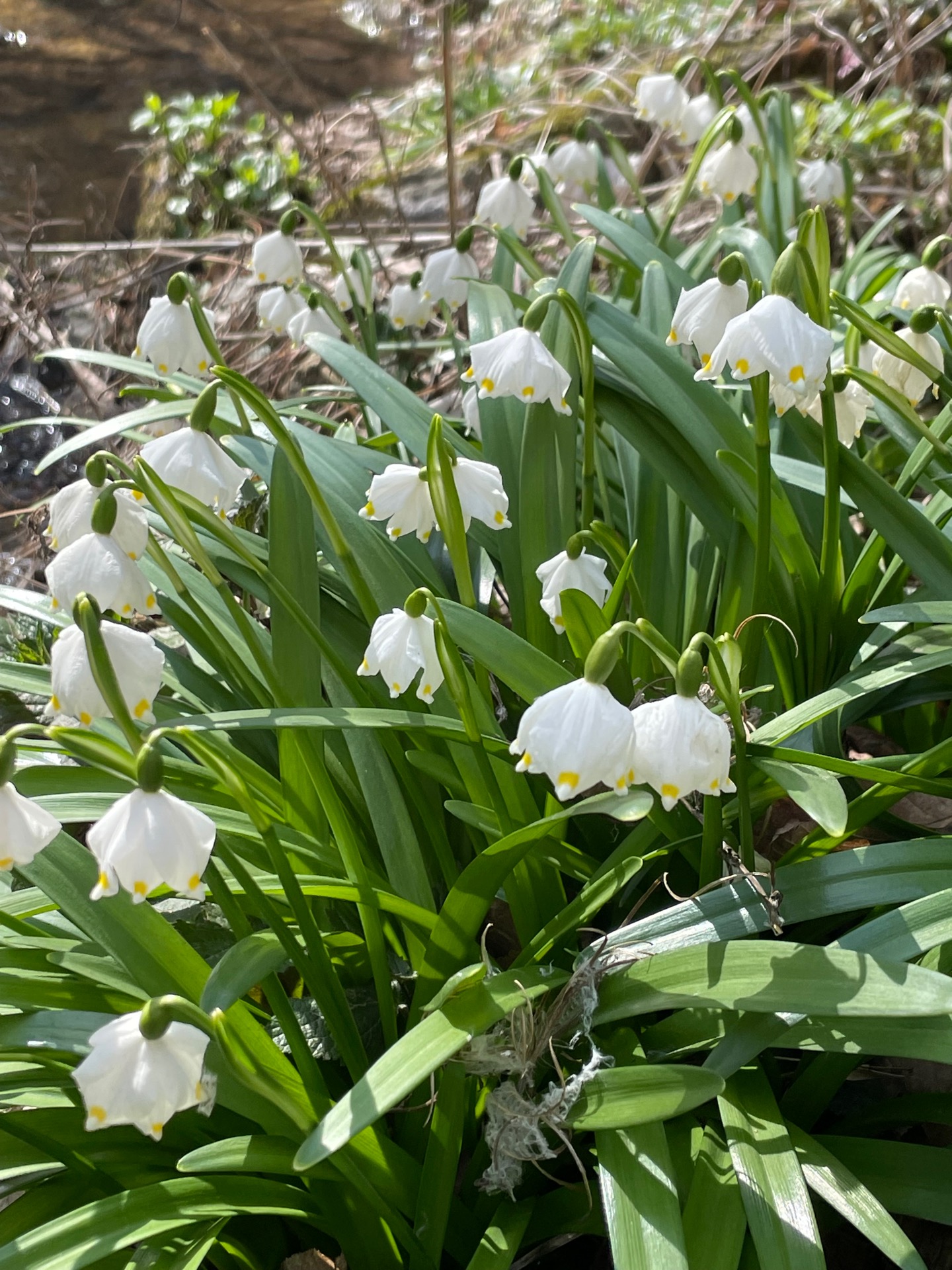bledulky v Chlébském
