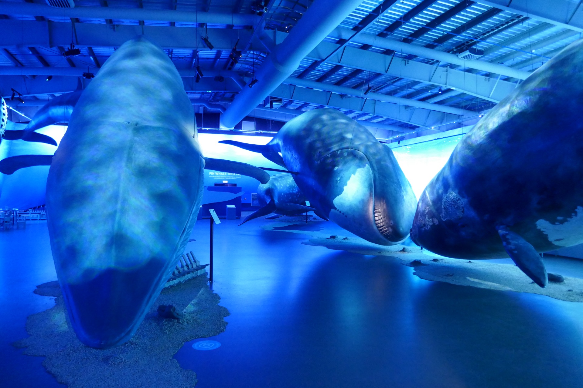 Whales of Iceland