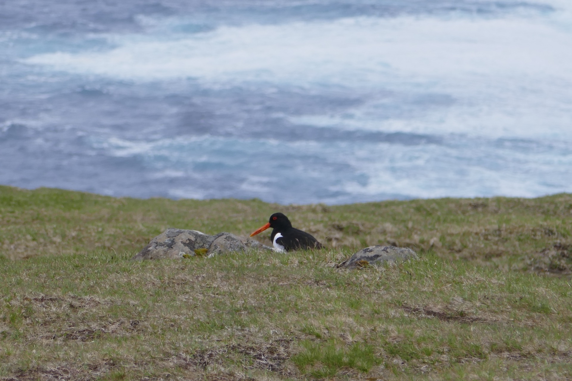 oystercatcher, česky ústřičník velký, je národním ptákem Faerských ostrovů