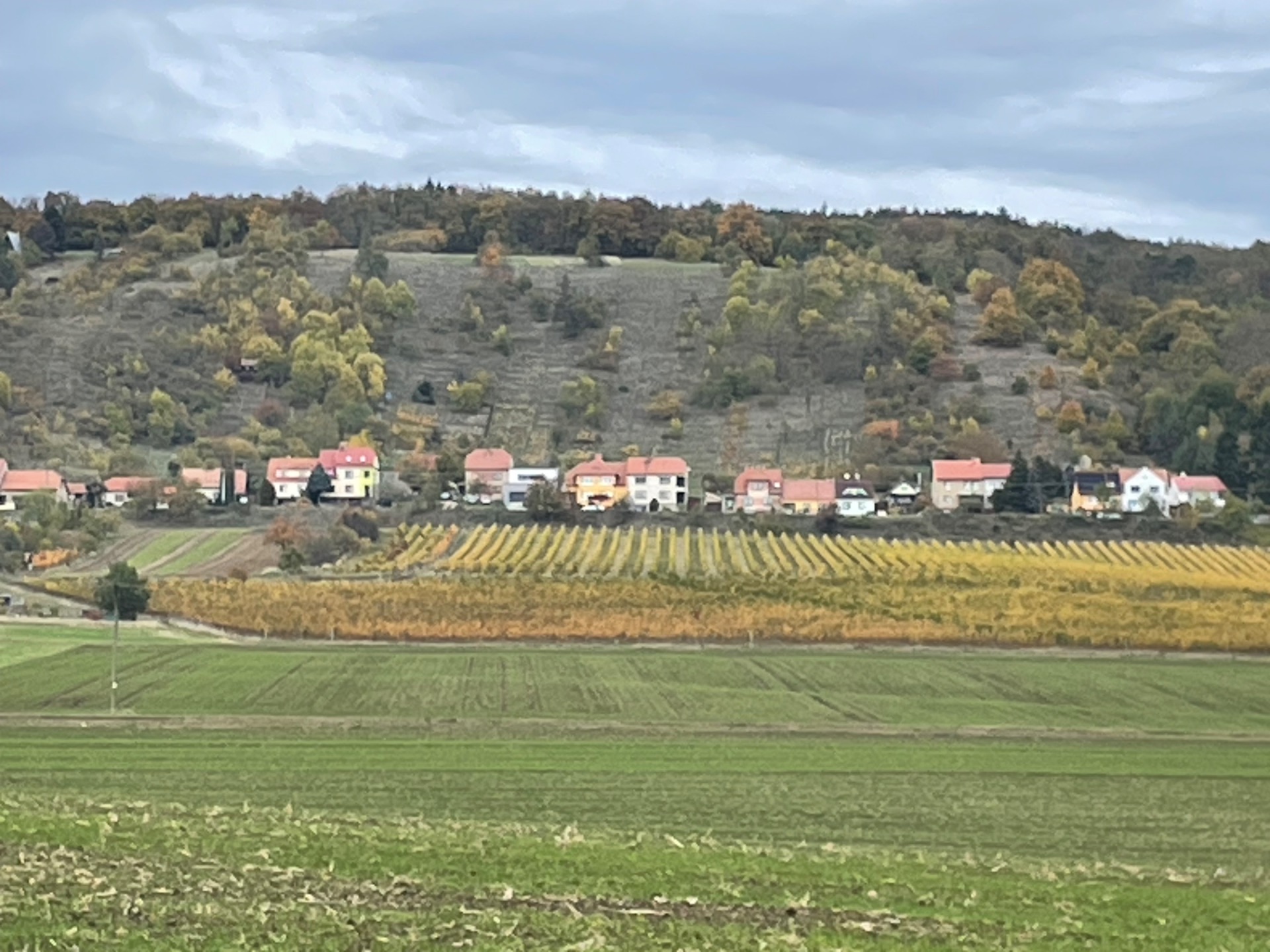 ve Viničních Šumicích už zase šumí vinice